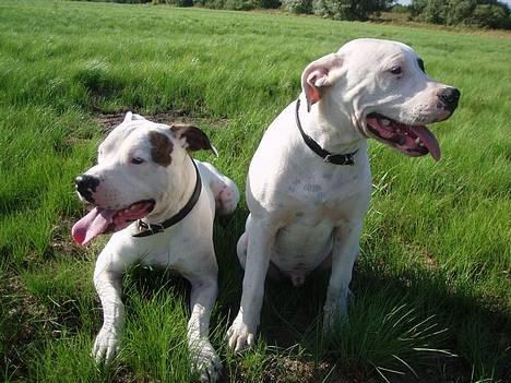 Amerikansk bulldog Skipper R.I.P - Skipper elsker at ligge i ske med Chillipigen billede 16