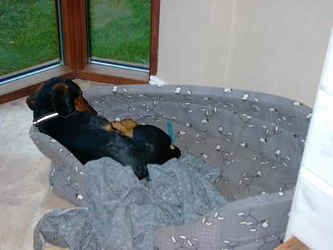 Gravhund Snoopy - Ligger lige og tar en skrapper! billede 10