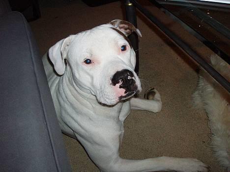 Amerikansk bulldog Skipper R.I.P - Skipperen......... billede 17