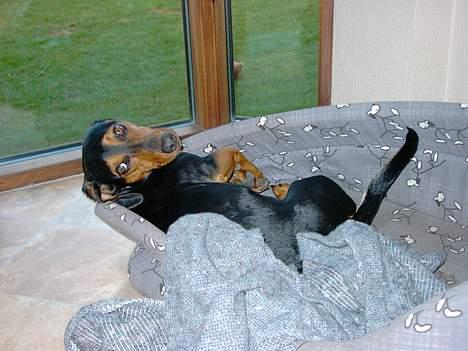 Gravhund Snoopy - Jeg er vågen nu billede 11