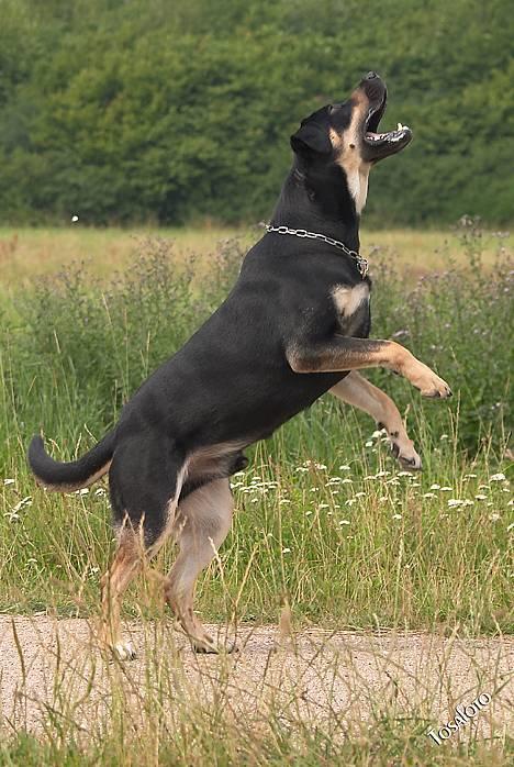 Blanding af racer Tyson *22/2-04 - 10/8-07* - Tosafoto...  billede 17