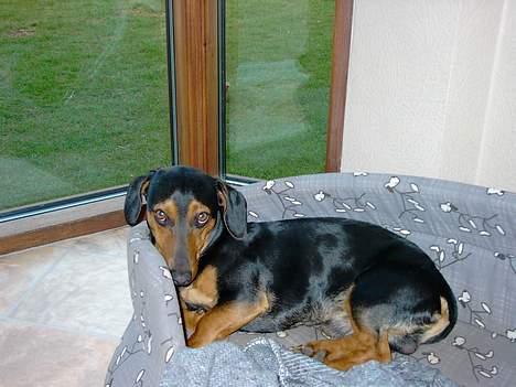 Gravhund Snoopy - Hej Hej billede 12