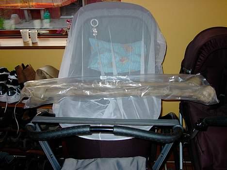 Gravhund Snoopy - Det som alle hunde drømmer om billede 13