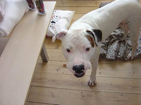 Amerikansk bulldog Skipper R.I.P - Skipper´s Søn Jason billede 18