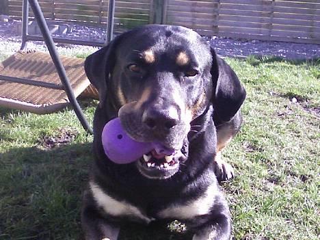 Blanding af racer Tyson *22/2-04 - 10/8-07* - Tyson og hans elskede halv-døde pivedyr.. *S* billede 18