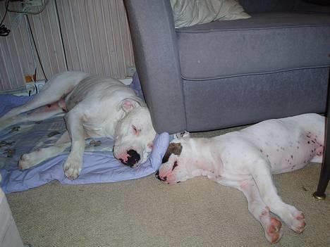 Amerikansk bulldog Skipper R.I.P billede 20