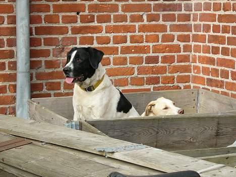 Blanding af racer Buster* R.I.P* - Buster i sin sandkasse billede 10