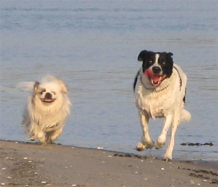 Blanding af racer Buster* R.I.P* - Hvem kommer først:-)  Buster og Tayson løber ved stranden.. billede 11