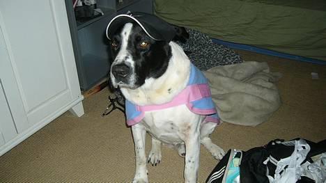 Blanding af racer Buster* R.I.P* - Buster med dækken på :-) billede 12