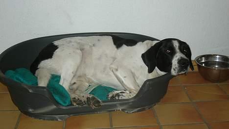 Blanding af racer Buster* R.I.P* - Buster i sin nye kurv billede 13