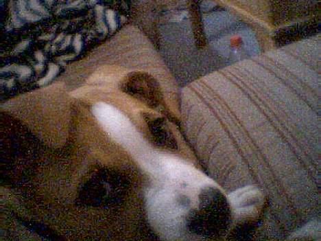 Blanding af racer Soya - Soya da hun var meget lille.. Desvære taget med et webcam og derfor ikke ret god kvalitet.. billede 11