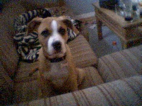 Blanding af racer Soya billede 12