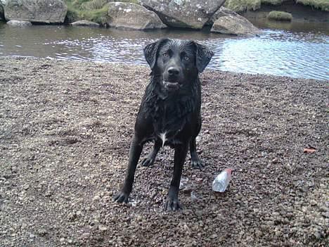 Blanding af racer Bonnie 27/1/02  billede 11