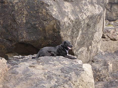 Blanding af racer Bonnie 27/1/02  billede 12