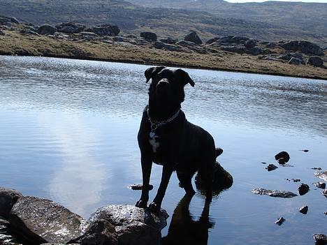 Blanding af racer Bonnie 27/1/02  billede 13