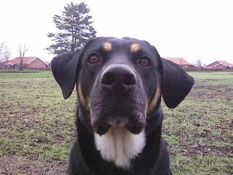 Blanding af racer Tyson *22/2-04 - 10/8-07* - Stolte Tyson... NYT billede 19