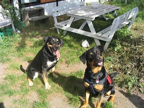 Blanding af racer Tyson *22/2-04 - 10/8-07* - Tyson og hans elskede kæreste Chanel. Utroligt så meget de kan ligne hinanden, og de er på INGEN måde søskende eller noget..  billede 20