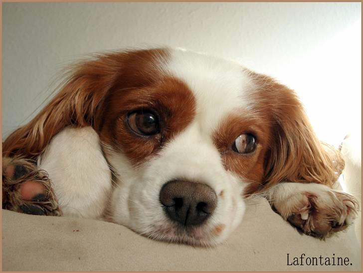 Cavalier king charles spaniel La`Fontaine`s Gizmo R.I.P billede 16