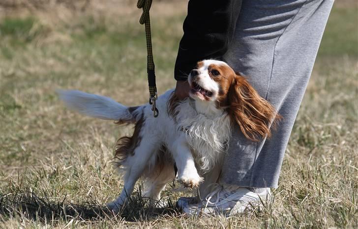 Cavalier king charles spaniel La`Fontaine`s Gizmo R.I.P - april 09  billede 17
