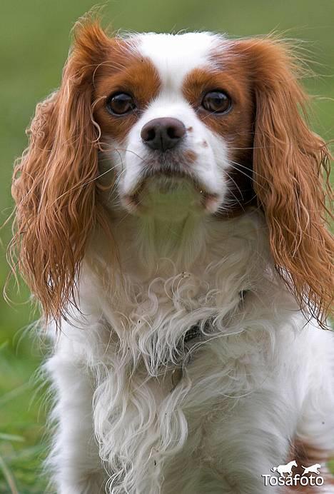 Cavalier king charles spaniel La`Fontaine`s Gizmo R.I.P - Tosafoto billede 18