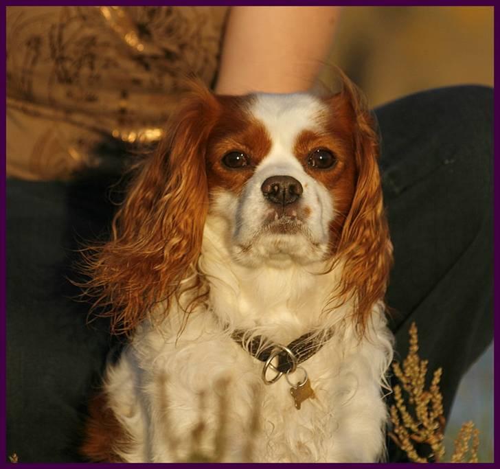 Cavalier king charles spaniel La`Fontaine`s Gizmo R.I.P - 30 august 08 billede 19