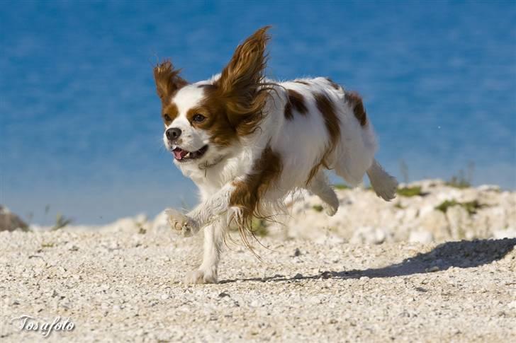 Cavalier king charles spaniel La`Fontaine`s Gizmo R.I.P - Tosafoto billede 20