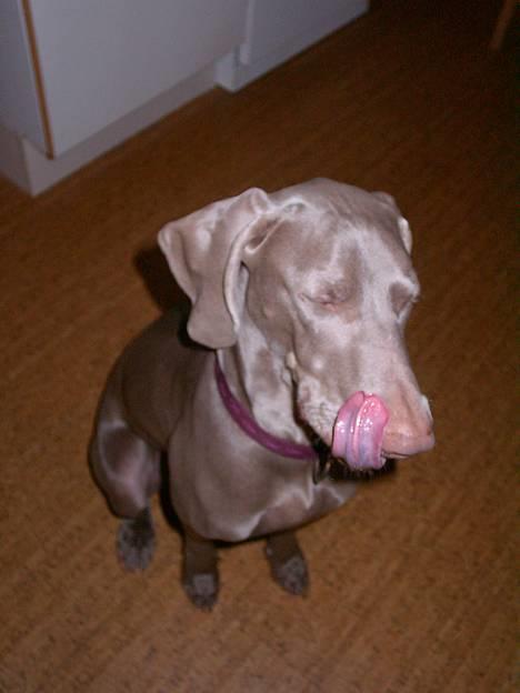 Weimaraner Hot Shoot's Eleu "Himmelhund" - Tak for mad. billede 10