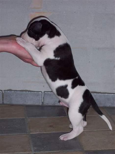 Amerikansk staffordshire terrier khao billede 1