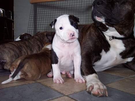 Amerikansk staffordshire terrier khao billede 2