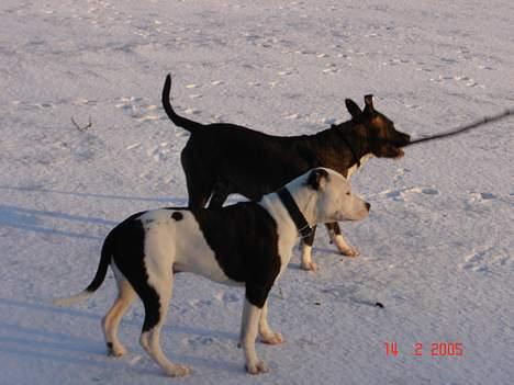 Amerikansk staffordshire terrier khao billede 3