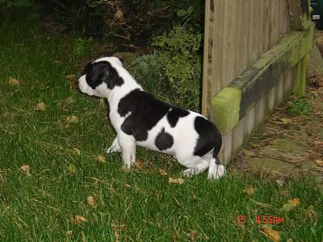 Amerikansk staffordshire terrier khao billede 4