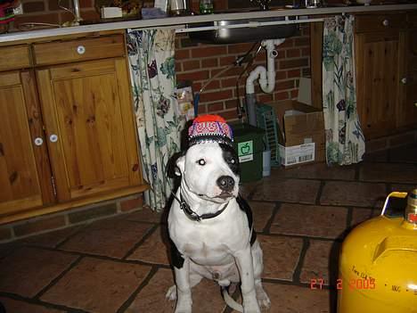 Amerikansk staffordshire terrier khao billede 5