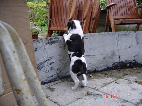 Amerikansk staffordshire terrier khao billede 6