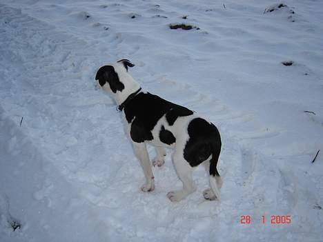 Amerikansk staffordshire terrier khao billede 7