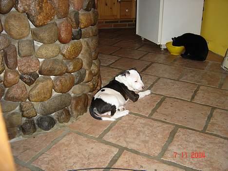 Amerikansk staffordshire terrier khao billede 8