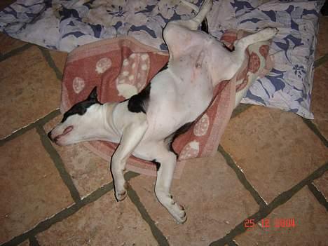 Amerikansk staffordshire terrier khao billede 9