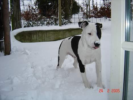 Amerikansk staffordshire terrier khao billede 10