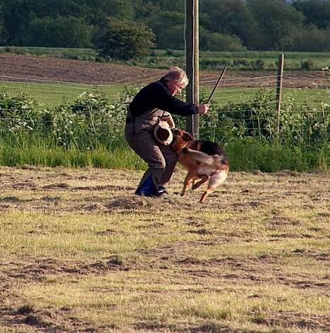 Schæferhund Snested Molly billede 11
