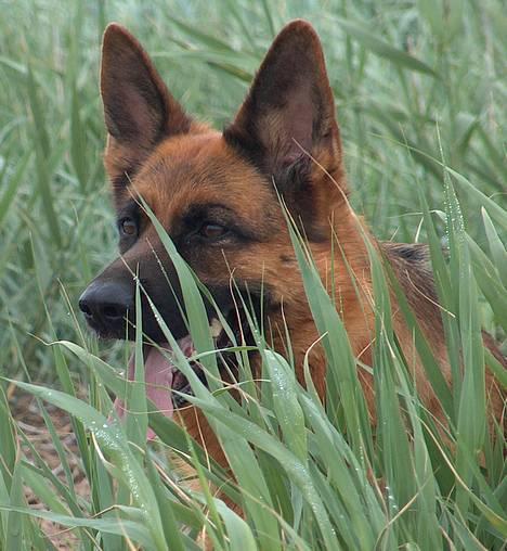 Schæferhund Snested Molly billede 12