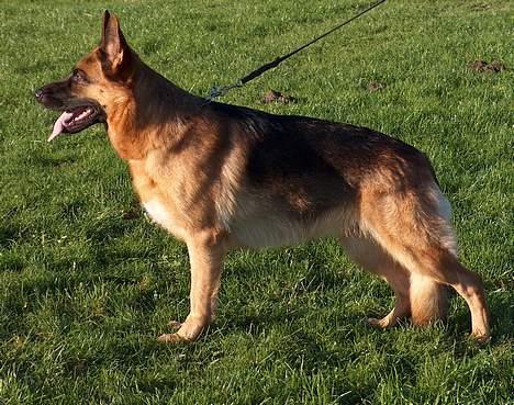 Schæferhund Snested Molly - Avls kårings billed. billede 13