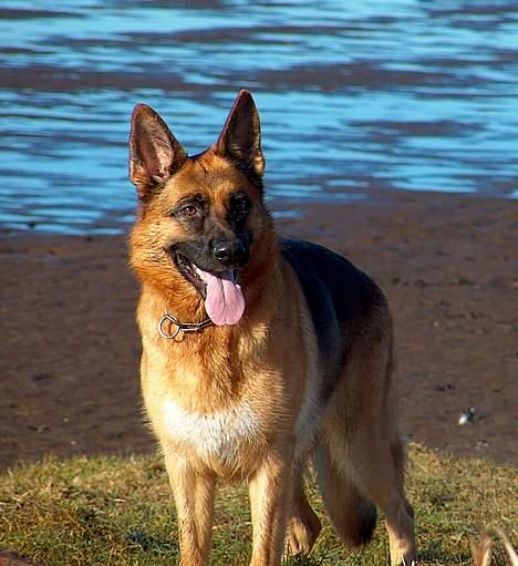 Schæferhund Snested Molly billede 14