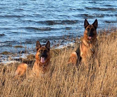Schæferhund Snested Molly billede 15