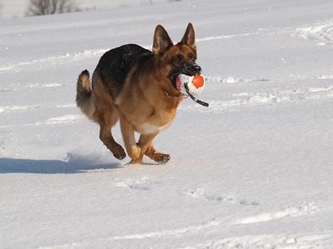 Schæferhund Snested Molly billede 16