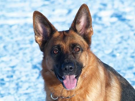 Schæferhund Snested Molly billede 17