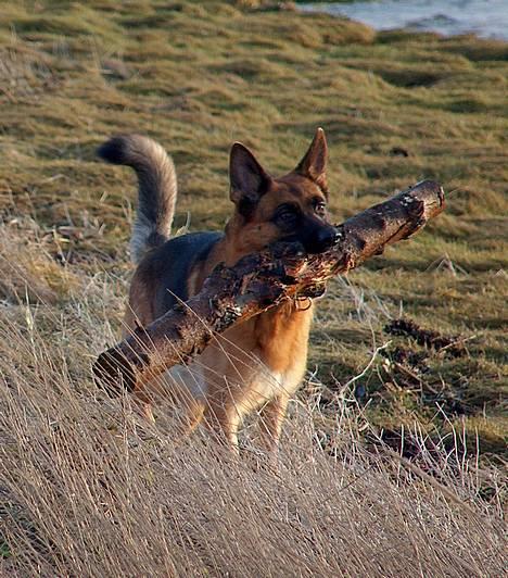 Schæferhund Snested Molly - Molly hvalp. billede 18