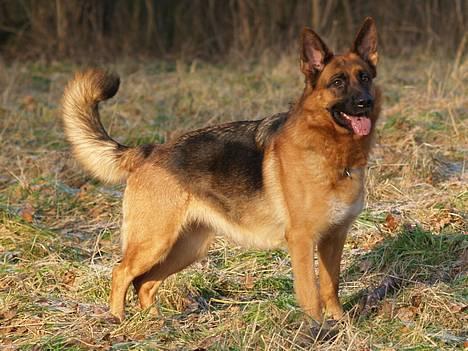 Schæferhund Snested Molly billede 19