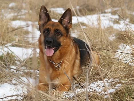Schæferhund Snested Molly billede 20