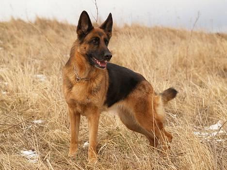 Schæferhund Heilei`s Ferrari. billede 11