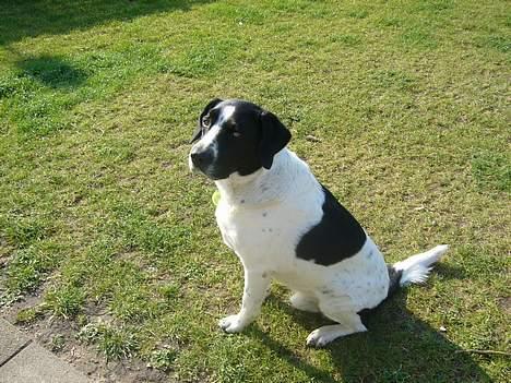 Blanding af racer Buster* R.I.P* - Buster i haven billede 14