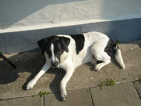 Blanding af racer Buster* R.I.P* - Dejligt at lægge i solen billede 15